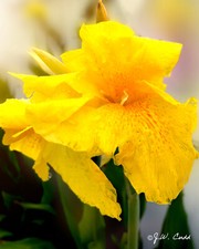 Canna flaccida canna for sale  Corpus Christi