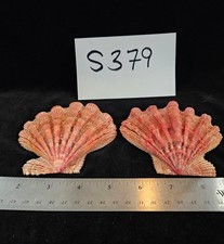 Lion paw scallop for sale  Warner Robins
