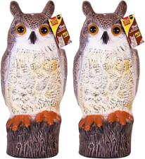 Big cheese owl for sale  MANCHESTER