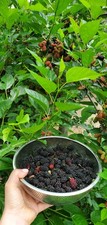 Black mulberry sweet for sale  Cross Hill