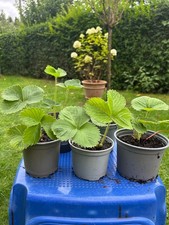 Erdbeerpflanzen große frücht gebraucht kaufen Erdbeerpflanzen große frücht gebraucht kaufen  Berlin