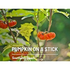 Pumpkin stick 15 for sale  Wesley Chapel