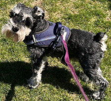 Top paw dog for sale  Yonkers
