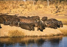 Tiere nilpferde hippopotamus gebraucht kaufen  Deutschland