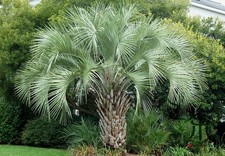 Butia capitata palma usato  Pontinia