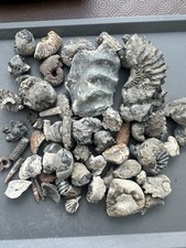 Job lot fossil for sale  DARTFORD
