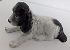 Cocker spaniel dog for sale  HOLYWOOD