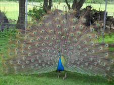 6no. indian blue for sale  MARKET RASEN