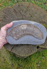 Harpoceras ammonite fossil for sale  DARLINGTON
