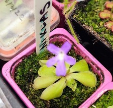 Mexican butterwort pinguicula for sale  BURY