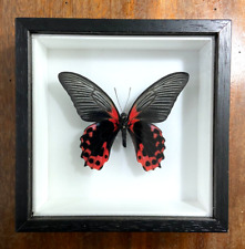 Papilio rumanzovia farfalla usato  Genova
