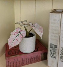 Caladium kelly 6 for sale  GREAT YARMOUTH