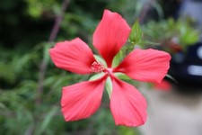 Seeds texas star for sale  Alexandria