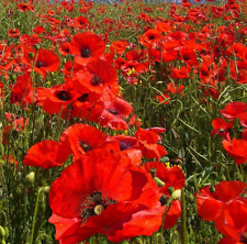 Wild flower red for sale  BORDON