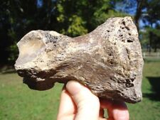 Giant ground sloth for sale  Tallahassee
