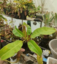 Nepenthes veitchi maxima d'occasion  Beaumont-de-Lomagne