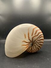 Chambered nautilus shell for sale  Brackettville