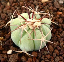 Echinocactus horizonthalonius usato  Italia