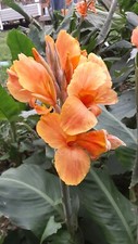 Sunrise canna lilly for sale  Cleveland