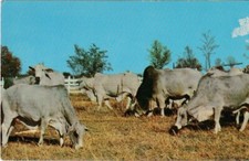 Brahman cattle grazing for sale  Apple Valley