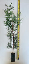 Western red cedar for sale  Albany