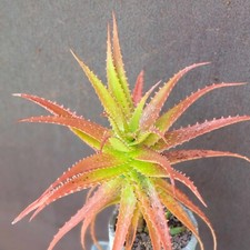 Aloe dorotheae sunset for sale  Valley Village