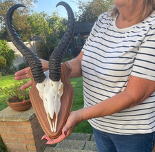 Beautiful african springbok for sale  SOUTHEND-ON-SEA