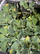 Large pond water for sale  SOUTHAMPTON
