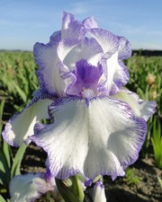 Rizoma iris germanica usato  Trivignano Udinese