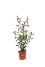 Pianta photinia fraseri usato  Santeramo in Colle