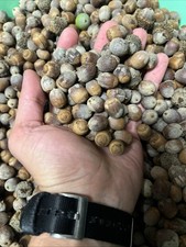 Lbs floated acorns for sale  Lake Zurich