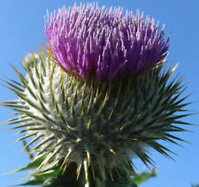 Schottland distel samen gebraucht kaufen  Siegen