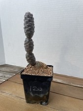 Pine cone cactus for sale  San Antonio