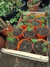Pianta moringa oleifera usato  Giarre