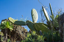 Taglio opuntia maxima usato  Trappeto