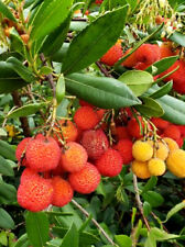 Semi corbezzolo arbutus usato  Italia