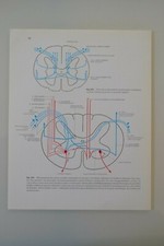 PLANCHE D'ANATOMIE HUMAINE SYSTEME NERVEUX ATLAS Dr SOBOTTA MEDECINE SCIENCE comprar usado PLANCHE D'ANATOMIE HUMAINE SYSTEME NERVEUX ATLAS Dr SOBOTTA MEDECINE SCIENCE comprar usado  Enviando para Brazil