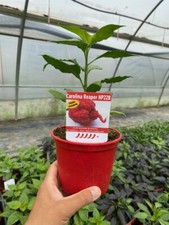 Peperoncino piccante carolina usato  Piombino