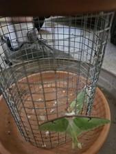 Luna moth eggs for sale  Fleetwood