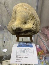 Mosasaurus fossil matrix gebraucht kaufen  Ennepetal