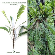 Mature tall rare for sale  Homestead