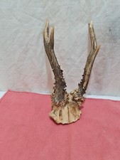 Roe fallow deer for sale  STOKE-ON-TRENT