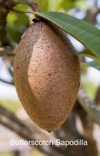 Butterscotch sapodilla variety for sale  Winter Park