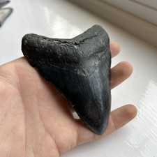 megalodon shark tooth for sale megalodon shark tooth for sale BATH