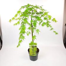 Japanese maple cascade for sale  UK