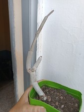 Usado, Ceropegia Fusca, Esquejes Con Raíz comprar usado  Enviando para Brazil
