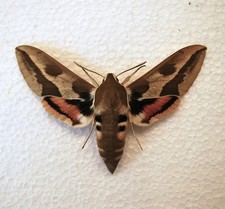 Spurge hawk moth for sale  CHORLEY