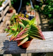 Crassula capitella red for sale  CLACTON-ON-SEA