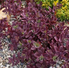 Sedum sunsparkler firecracker for sale  UK