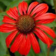 Echinacea red coneflower for sale  Omaha